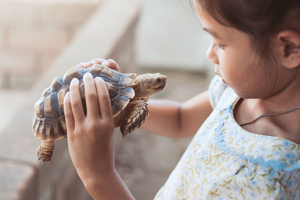 How are pets treated in family law disputes?